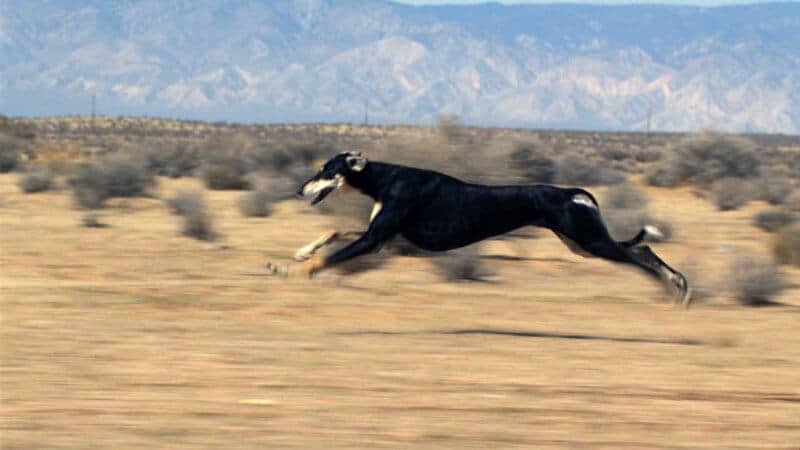 Saluki Movement – Grace & Symmetry – Speed & Strength
