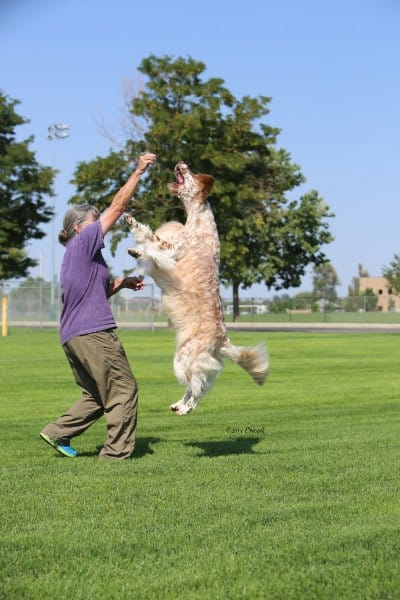 A woman training with her dog outside on the grass field