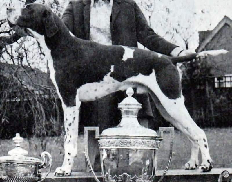 Assessment of Dog's Structure & Movement - Figure 1. Pointer in Profile