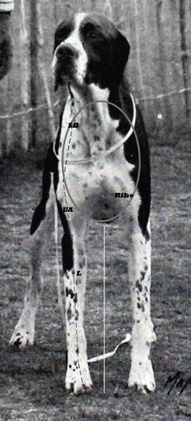 Figure 2A. Pointer Front View with Lines