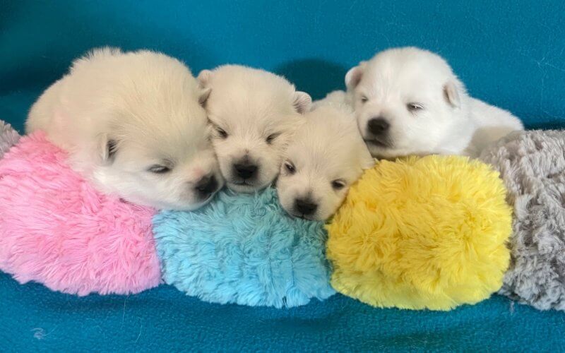 German Mittelspitz puppies