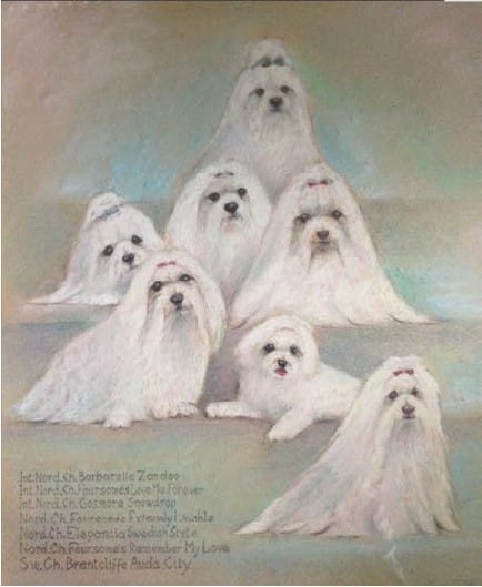 Early Foursome Maltese; the mis-labeled ‘Miss’ is at bottom right!