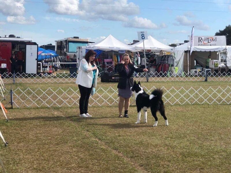 Karelian Bear Dog at an open dog show