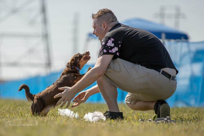‘Taffy’ recalling to her owner, Aaron Koehn, after a FCAT run. Photo by Bev Klingensmith.
