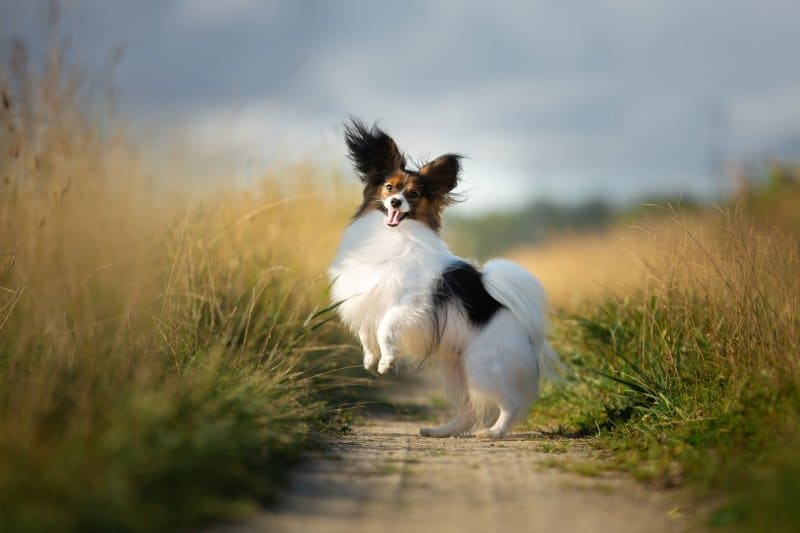 The Papillon | Showsight