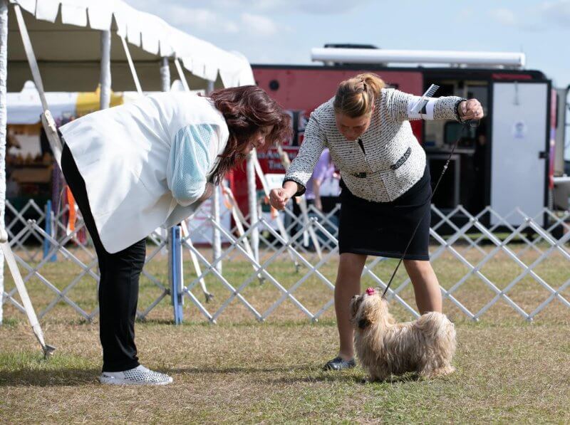 Russkaya Tsvetnaya Bolonka at an open dog show
