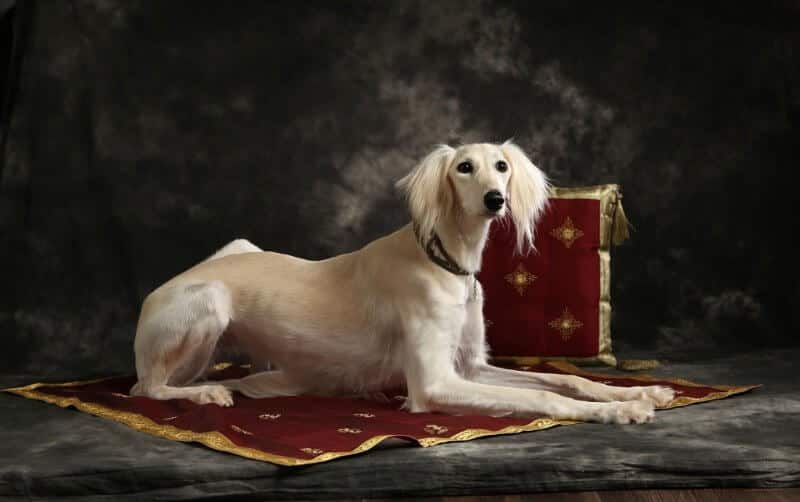 Sophie - a Saluki in Arabian mood