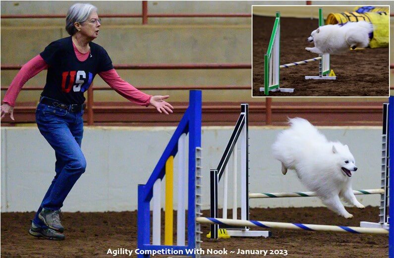 Terry Woods - Agility competition with Nook, January 2023
