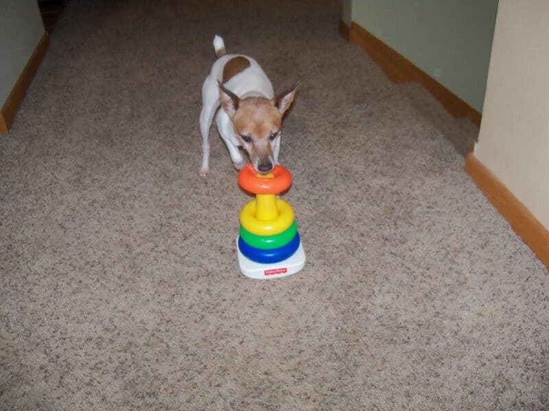 Dog playing with a colorful toy inside a hallway