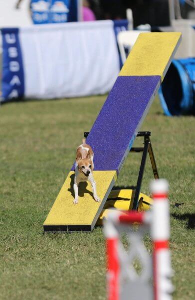 Toy Fox Terrier activity - agility
