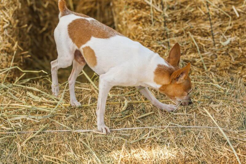 Small dog in a Barn