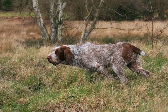 Spinone trotting in the field