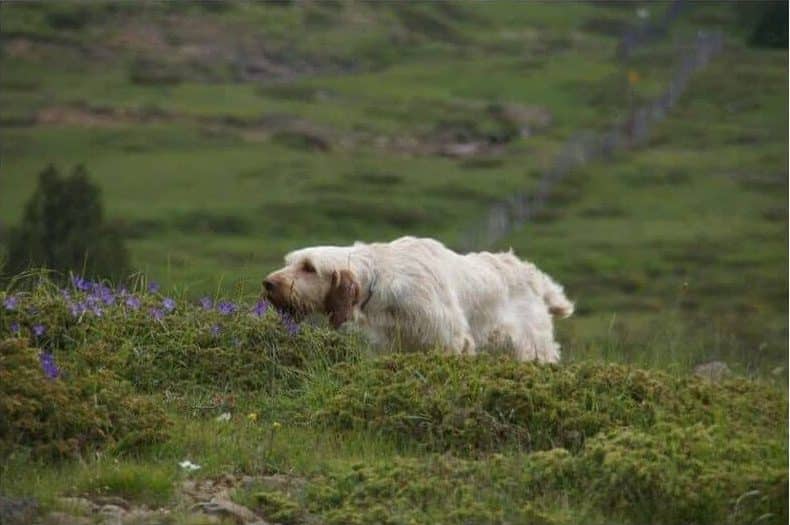 Spinone Italiano on the mountains - La mia Cinaofilia Photo Lucio Scaramuzza 2015