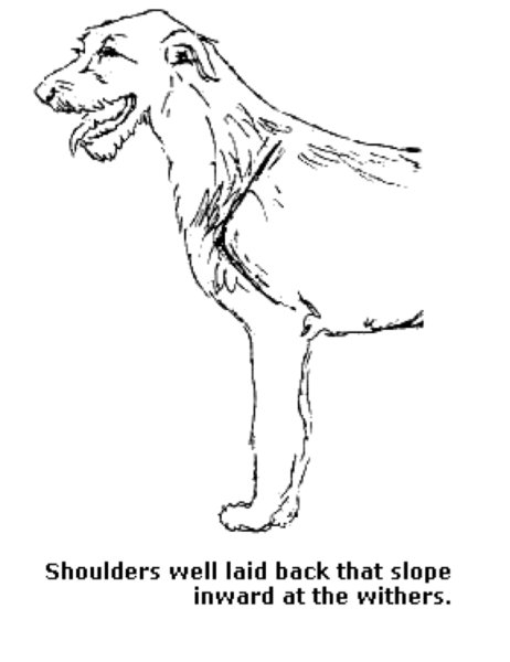 Shoulders well laid-back that slope inward at the withers.