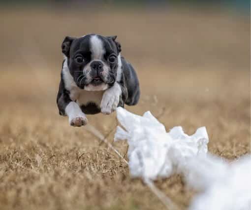Boston at top speed, closing in on the Fast CAT lure.