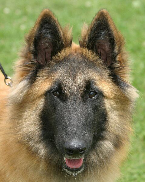 Front photo of a Belgian Tervuren head
