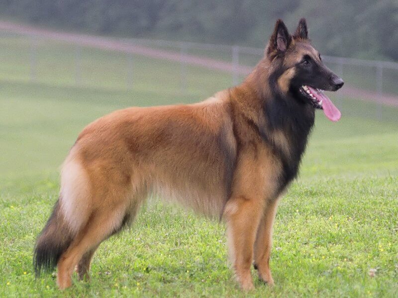 Side photo of a dog standing outside on the grass