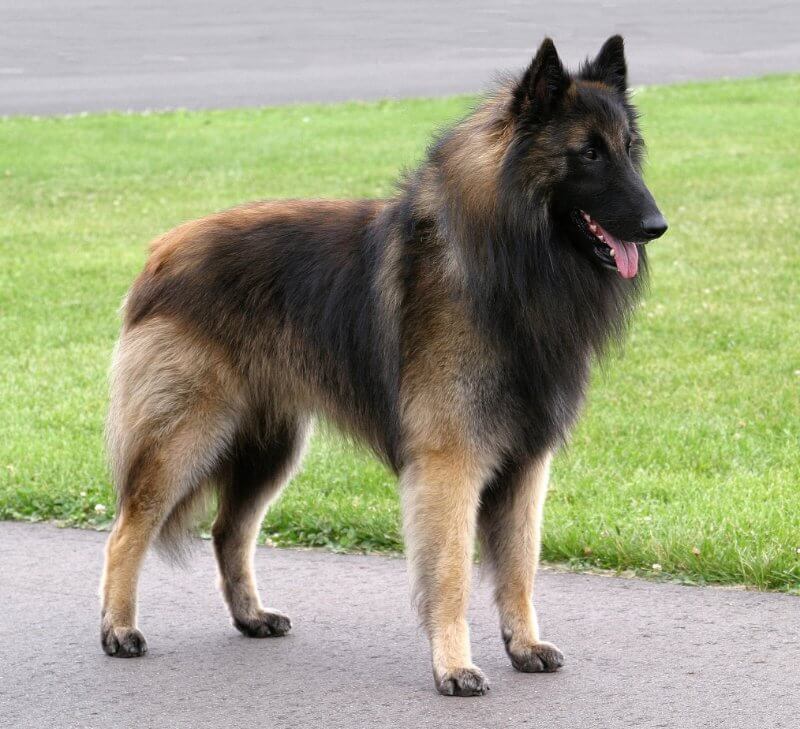 Side photo of a dog standing outside