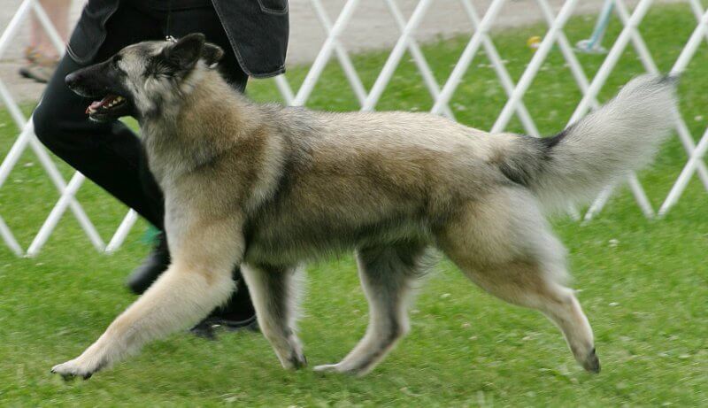 Belgian Tervuren moving in the dog show ring