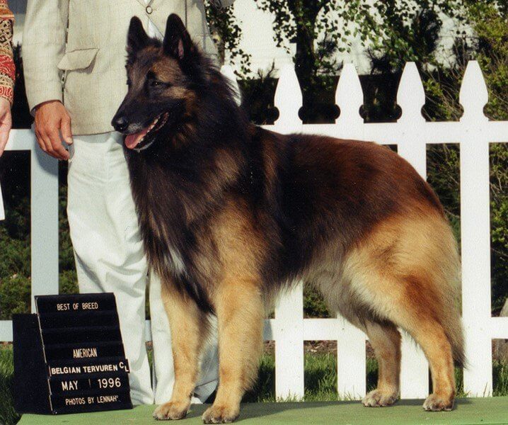 Belgian Tervuren at a dog show
