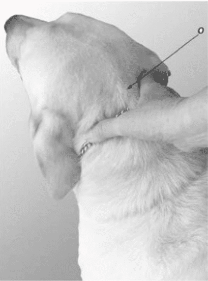 Hands on Exam of a dog - Figure 1. Place hand on neck underneath the occiput of the skull.