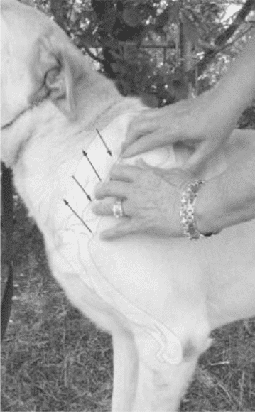 Hands on Exam of a dog - Figure 10. Gently Move Hands Back and Forth