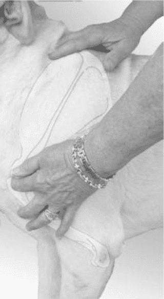 Hands on Exam of a dog - Figure 11. Point of Shoulder to Elbow
