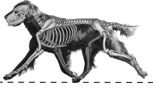 Figure 14. Flat Coated Retriever Trotting