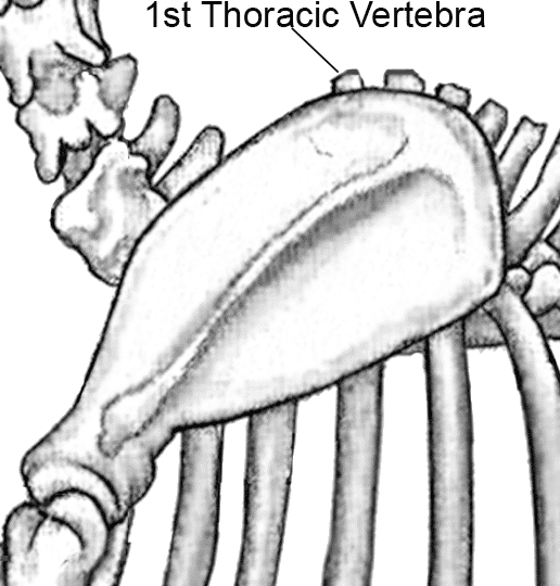 Figure 3. 1st Thoracic Vertebra