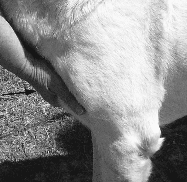 Hands on Exam of a dog - Figure 4. Prosternum