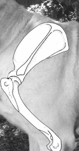 Figure 8. Articulation of Shoulder Blade (Scapula) to Upper Arm (Humerus)