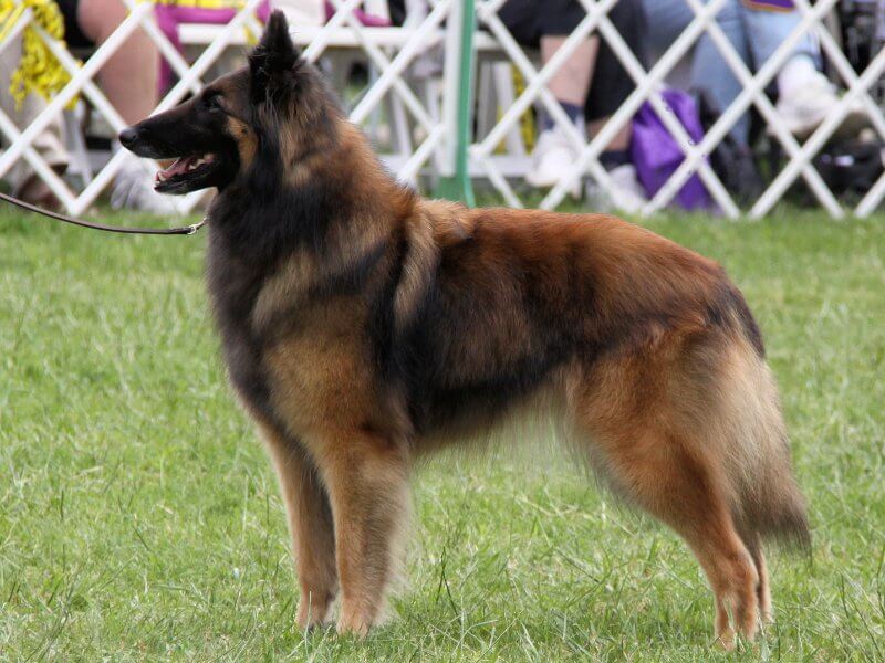 Belgian Tervuren in the dog show ring