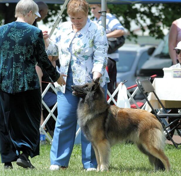 Judging the Belgian Tervuren