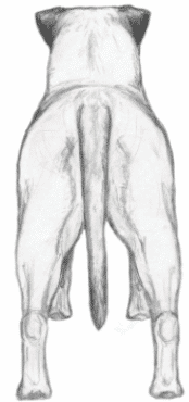 Bullmastiff proportions