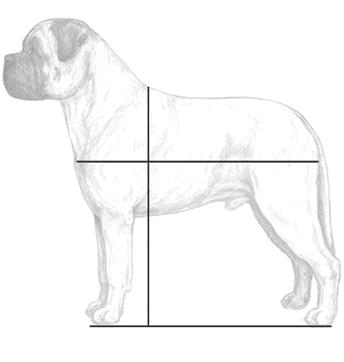 Bullmastiff proportions