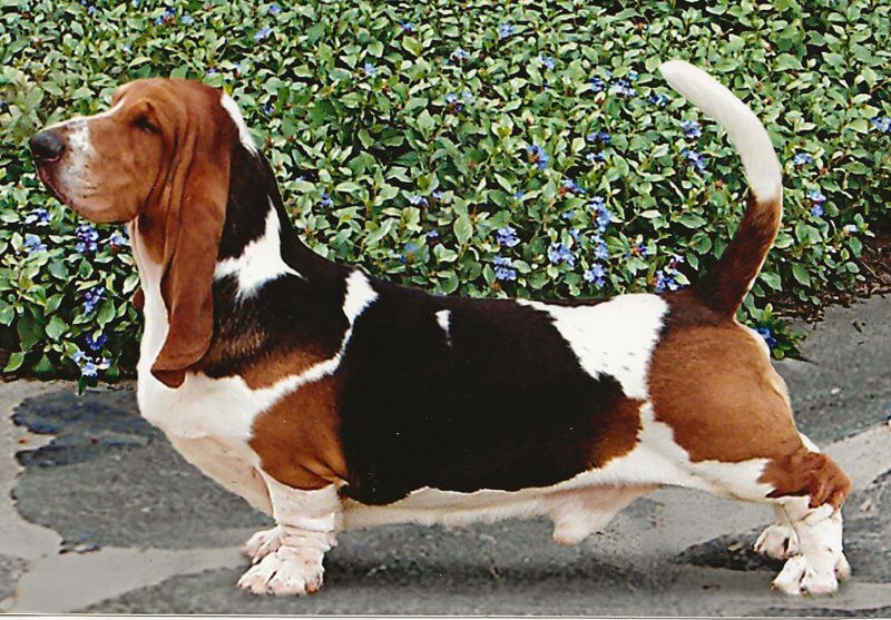 CH Topsfield Bumper Cars, top Group-winning dog in breed history.