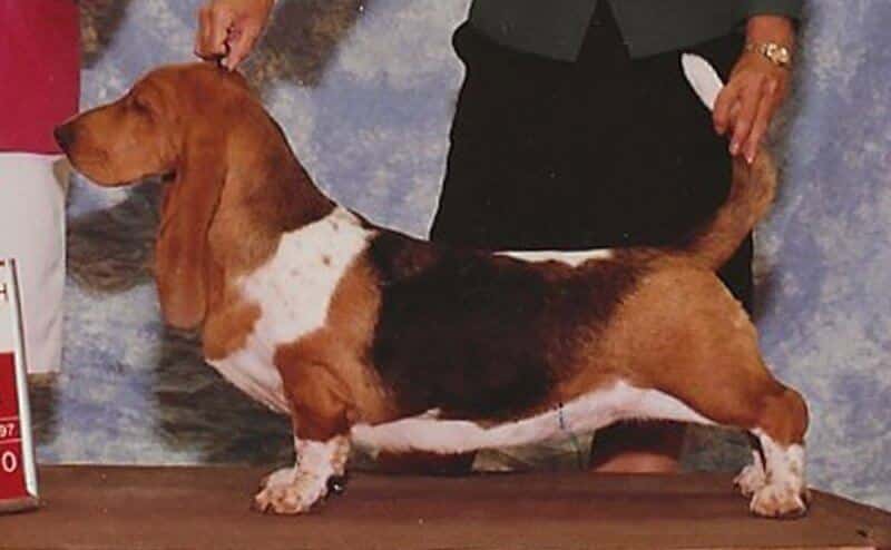 CH Topsfield Jingle Bells, top-producing bitch in breed history.