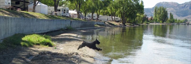 Schnauzer jumping in a lake