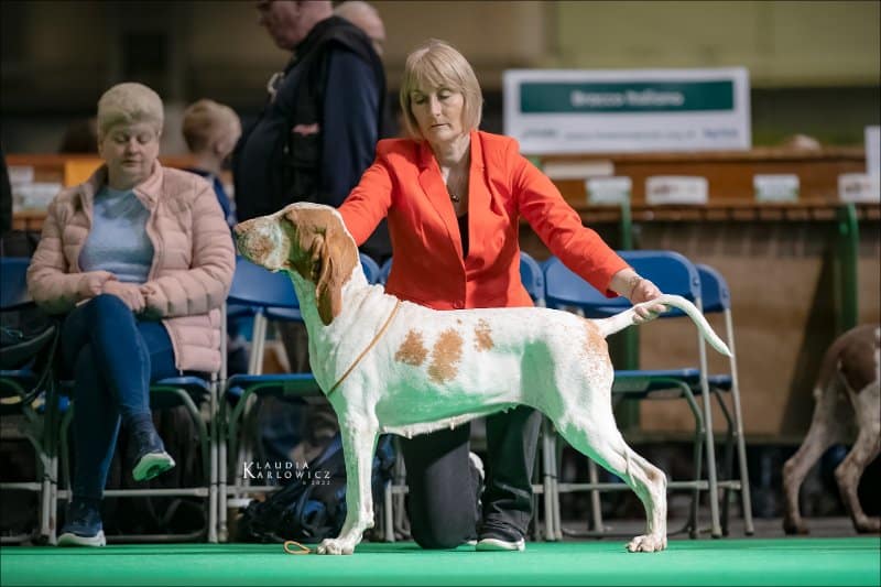Lynne Bowley - Gunsyn Gundogs
