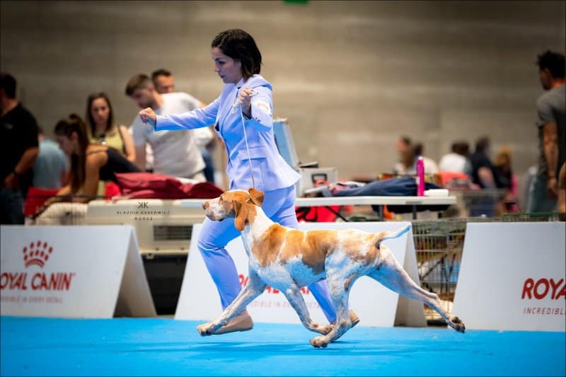 Raquel Colaçowith her Bracco Italiano at a dog show