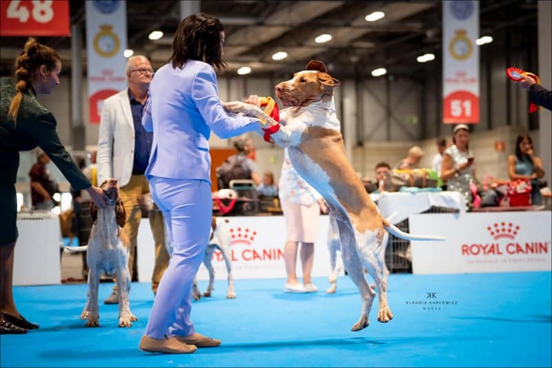 Raquel Colaçowith her Bracco Italiano at a dog show