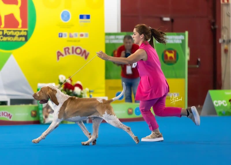 Woman with Raki’s Place Bracchi Italiani dog at a dog show