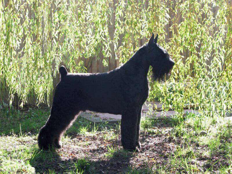 Side photo of a Giant Schnauzer