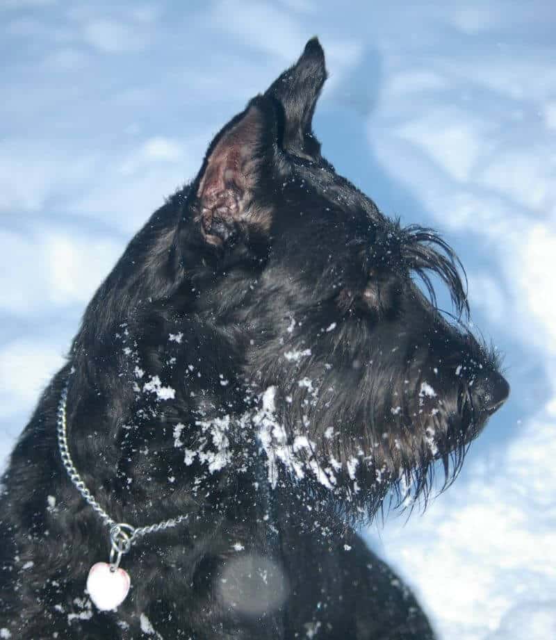 Head photo of a Giant Schnauzer