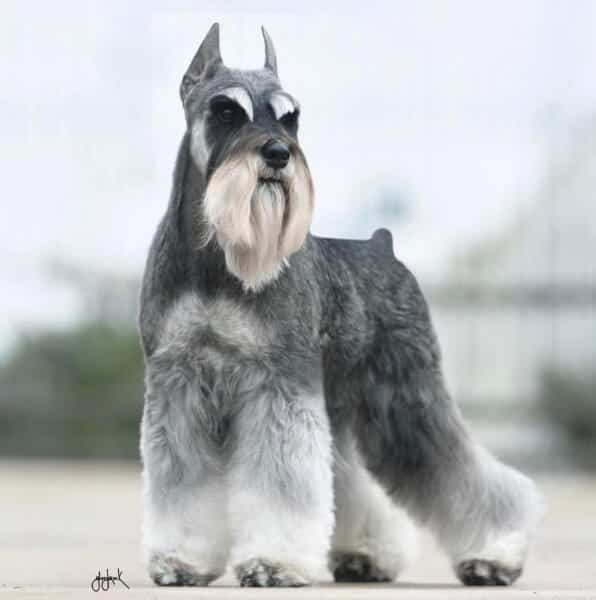 Miniature Schnauzer