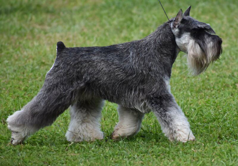 Side photo of a Miniature Schnauzer walking on grass