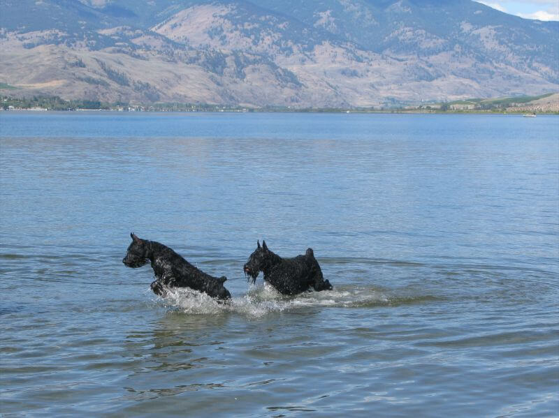 2 Giant Schnauzers playing in a lake