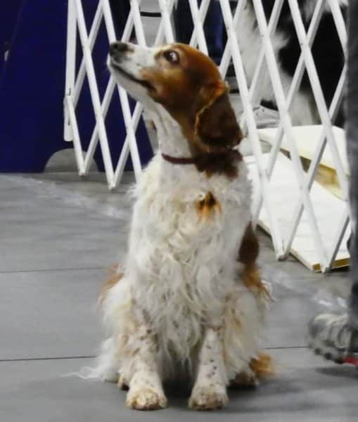 The dog who couldn’t, according to her handler, but did with her instructor.