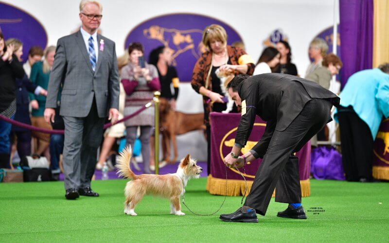 Man at a dog show