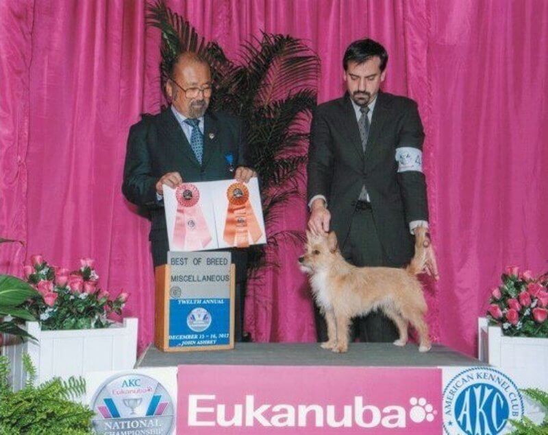 Adrian Ghione at a dog show